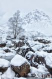 Birch (Betula)