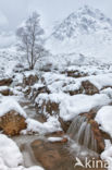 Birch (Betula)
