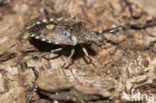 Sloe bug (Dolycoris baccarum)