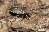 Bessenwants (Dolycoris baccarum)