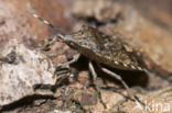 Sloe bug (Dolycoris baccarum)