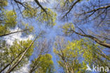 Beech (Fagus sylvatica)