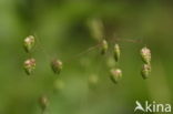 Quaking Grass (Briza media)