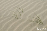 Sand Couch-grass (Elytrigia juncea subsp. boreoatlantica)