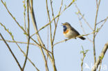 Blauwborst (Luscinia svecica)