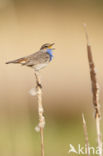 Blauwborst (Luscinia svecica)