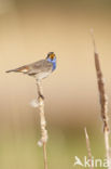 Blauwborst (Luscinia svecica)