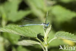 Blauwe breedscheenjuffer (Platycnemis pennipes)