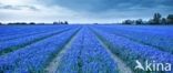 Blauwe druifjes (Muscari botryoides)