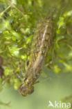 Southern Hawker (Aeshna cyanea)