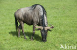 Blue Wildebeest (Connochaetes taurinus)