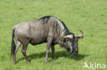 Blue Wildebeest (Connochaetes taurinus)