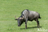 Blue Wildebeest (Connochaetes taurinus)