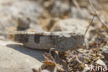 Blue-winged grasshopper (Oedipoda caerulescens)