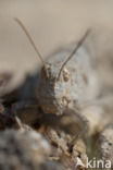 Blue-winged grasshopper (Oedipoda caerulescens)