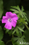 Bloedooievaarsbek (Geranium sanguineum)