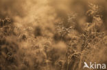 Bochtige smele (Deschampsia flexuosa)