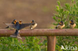 Boerenzwaluw (Hirundo rustica)