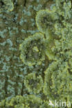 bark