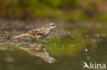 Short-toed Tree Creeper (Certhia brachydactyla)