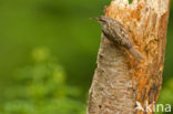 Short-toed Tree Creeper (Certhia brachydactyla)