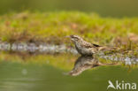 Short-toed Tree Creeper (Certhia brachydactyla)