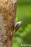 Short-toed Tree Creeper (Certhia brachydactyla)