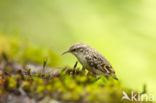 Short-toed Tree Creeper (Certhia brachydactyla)