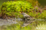 Short-toed Tree Creeper (Certhia brachydactyla)