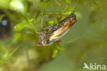 Backswimmer (Notonecta glauca)