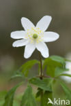 Bosanemoon (Anemone nemorosa)