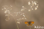 Bosparelmoervlinder (Melitaea athalia)