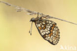 Bosparelmoervlinder (Melitaea athalia)