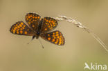 Bosparelmoervlinder (Melitaea athalia)