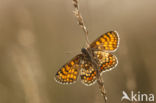 Bosparelmoervlinder (Melitaea athalia)