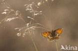 Bosparelmoervlinder (Melitaea athalia)