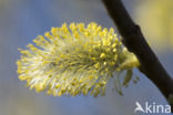 Boswilg (Salix caprea)