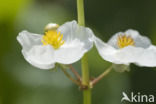 broadleaf arrowhead (Sagittaria latifolia)