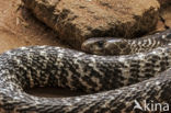 Indian cobra (Naja naja)