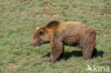 Bruine beer (Ursus arctos)