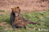 Bruine beer (Ursus arctos)