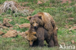 Brown Bear (Ursus arctos)