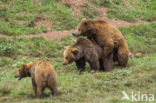 Bruine beer (Ursus arctos)