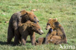 Bruine beer (Ursus arctos)