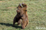 Bruine beer (Ursus arctos)