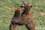 Brown Bear (Ursus arctos)