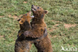 Bruine beer (Ursus arctos)