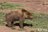 Bruine beer (Ursus arctos)