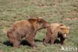 Bruine beer (Ursus arctos)