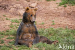 Brown Bear (Ursus arctos)